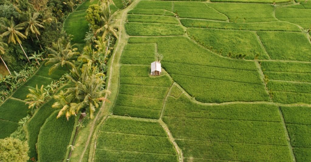 Aerial view of vibrant green rice fields with a lone house and palm trees, showcasing serene rural landscape.